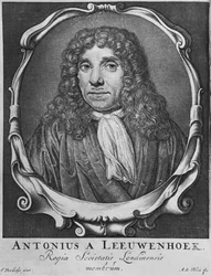 Porträt von Anton Van Leeuwenhoek, Illustration aus 